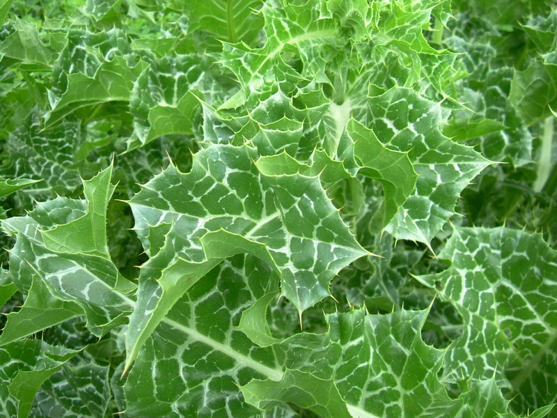 Silybum marianum / Cardo mariano